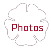 Wedding - Flower Button Photos